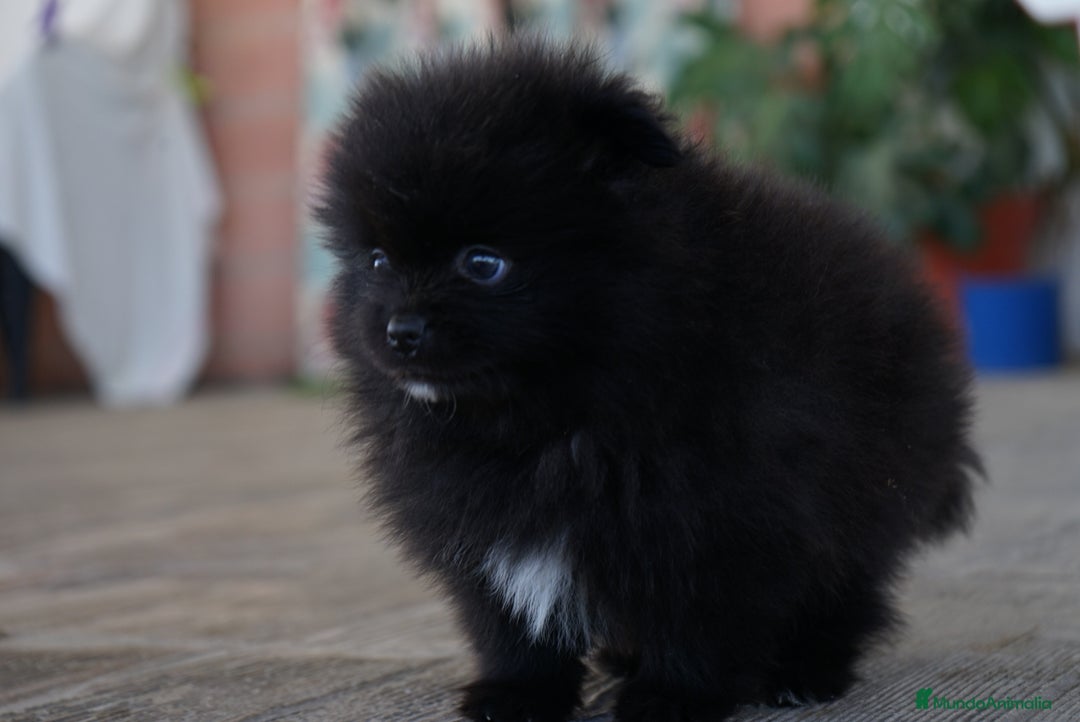 Pomerania perros en venta: 🐾 Roscón, Monk y Prodigy – Pomerania únicos 🐾 - Imagen 12