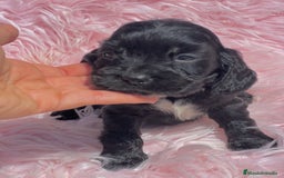 Cocker Spaniel Inglés perros en venta: Cocker negra azabache  - Imagen 1