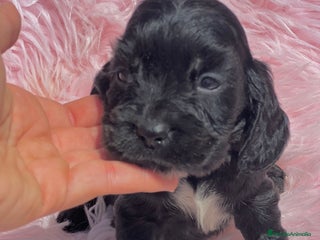 Cocker Spaniel Inglés perros - Anuncio 10
