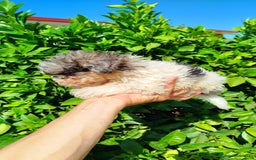 Maltipoo perros en venta: Maltipoo toy  - Imagen 1