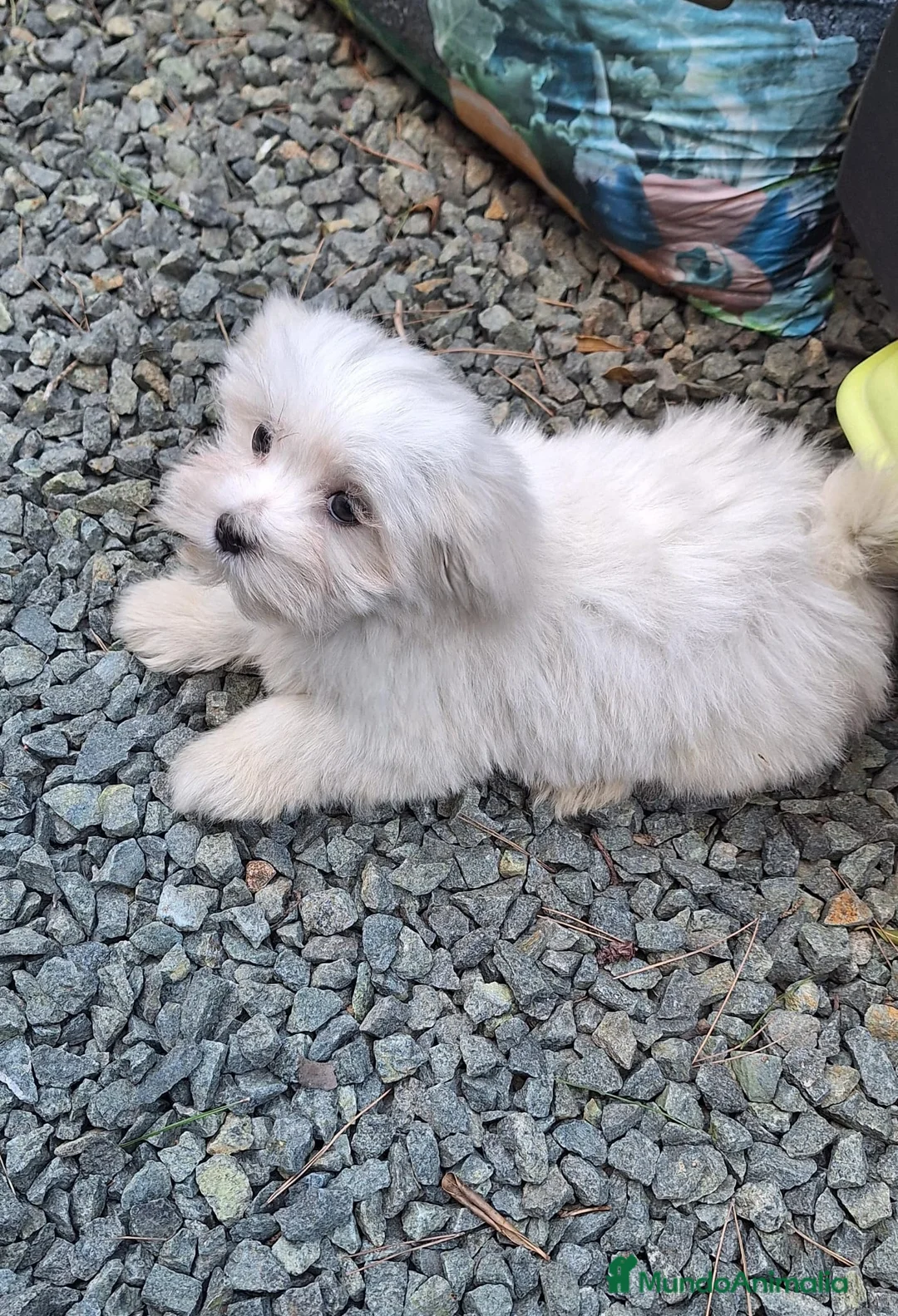 Bichón Maltés perros en venta: Bichón maltés  - Anuncio 1