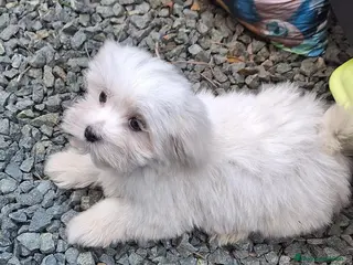 Bichón Maltés perros Bichón maltés - Anuncio 1