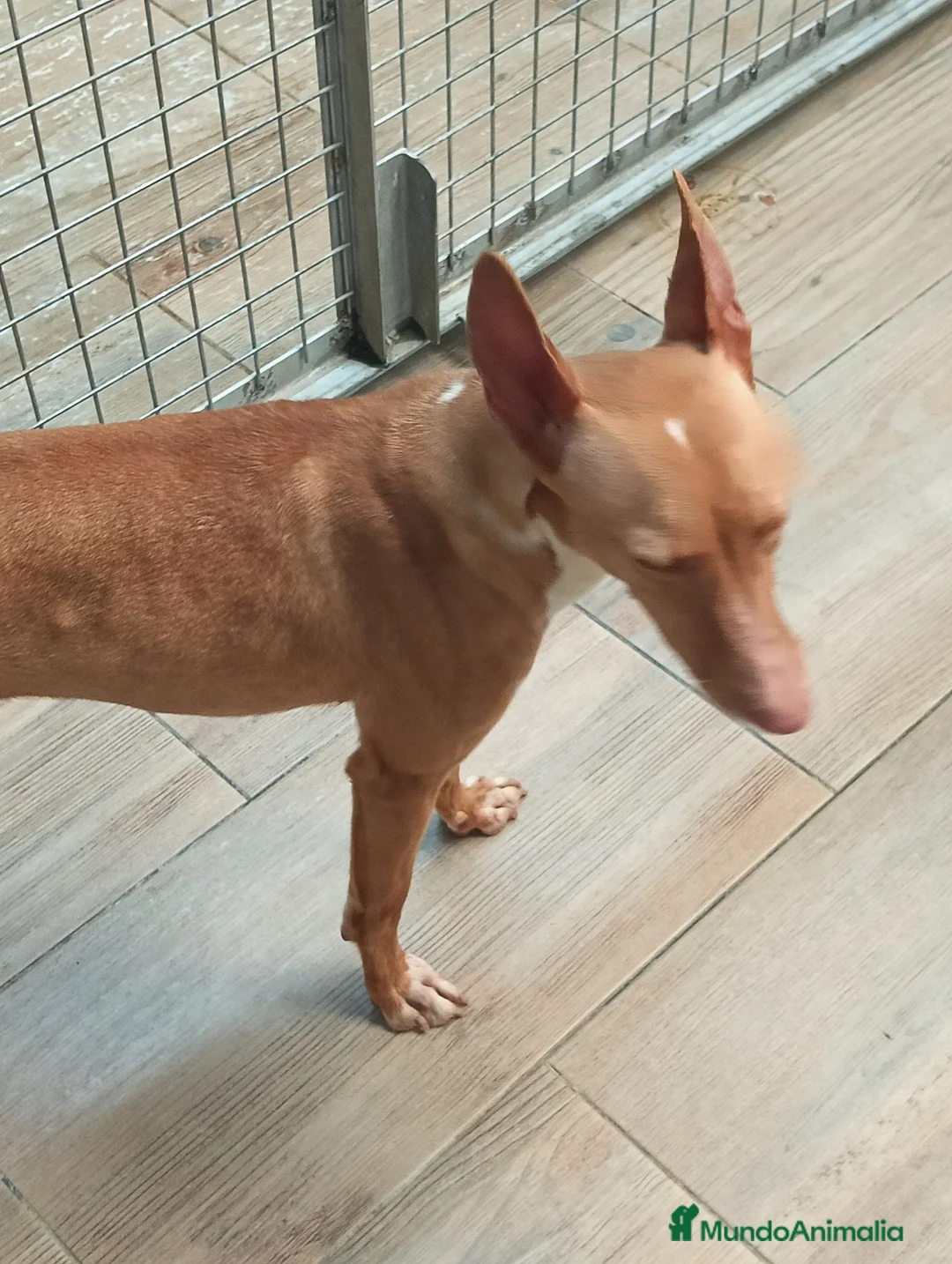 Podenco Andaluz perros en venta: Podenco andaluz  - Anuncio 2