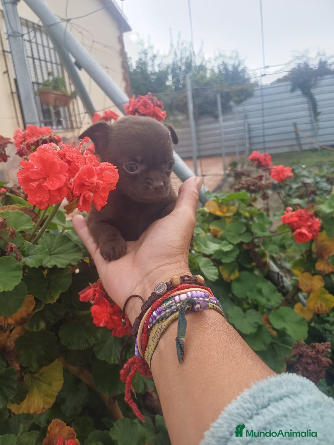 Chihuahua perros en venta: Chihuahua Toy chocolate  - Anuncio 3