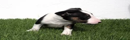 Bull Terrier perros en venta: Bull Terrier  - Anuncio 4