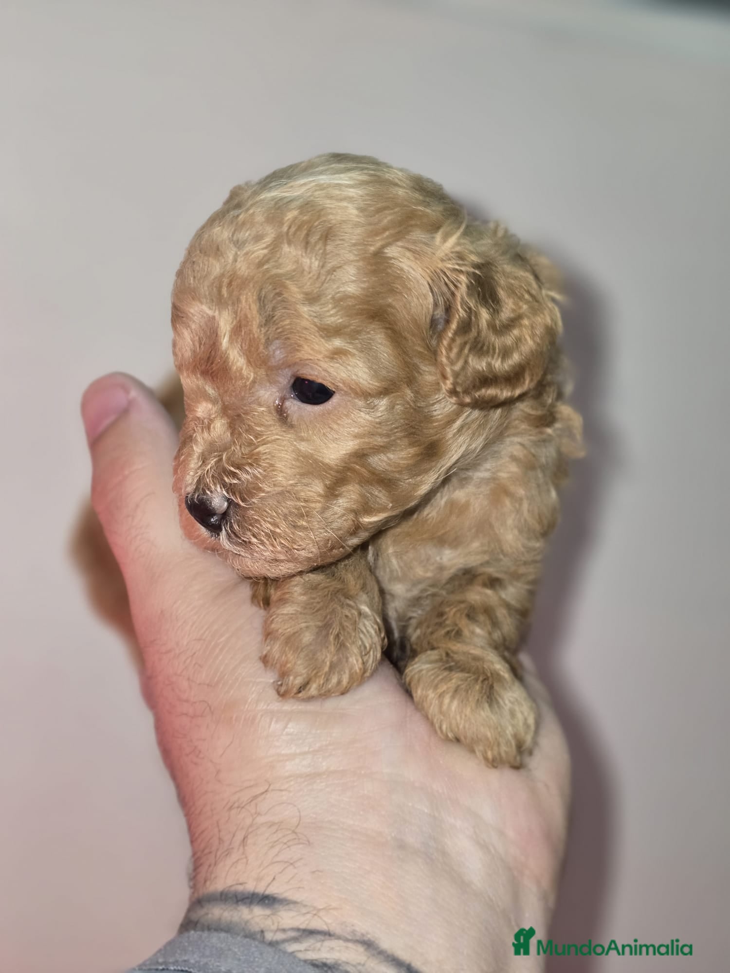 Caniche Toy perros Caniche toy en venta sevilla - Anuncio 2