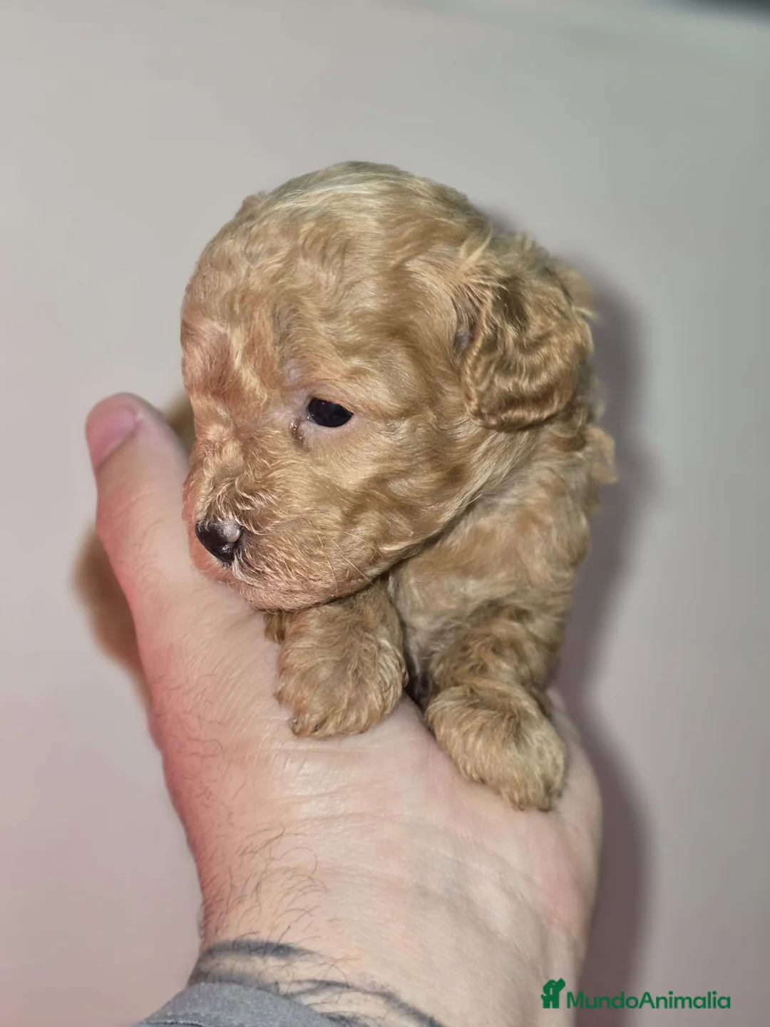 Caniche Toy perros en venta: Caniche toy en venta sevilla - Anuncio 2