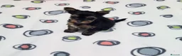 Yorkshire Terrier perros en venta: Yorkshire Terrier  - Anuncio 5