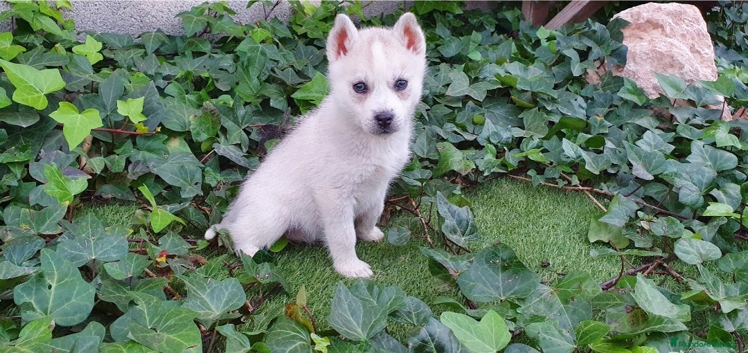 Husky Siberiano perros en venta: Husky gris, negro y agouti  - Anuncio 11