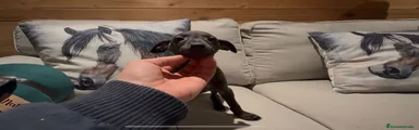 Pequeño Lebrel Italiano Cachorro 1