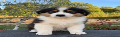 Bolo 