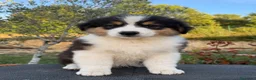 Pastor Australiano perros en venta:  Bahia de Txingudi Pastor Australiano  - Anuncio 28