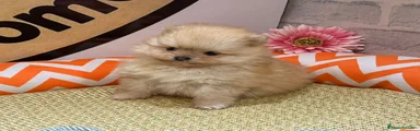 Pomerania Cachorro 2