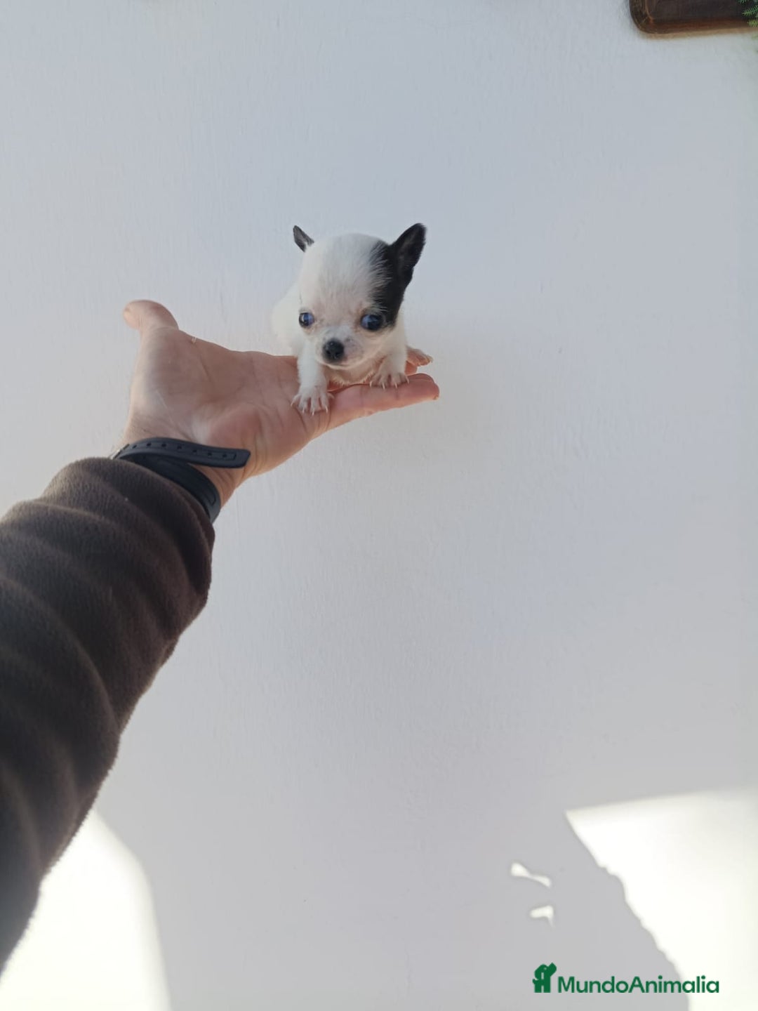 Chihuahua perros en venta: IMPRESIONANTE  CHIHUAHUA   LINEA  TOY   - Anuncio 21