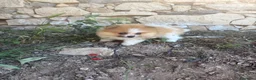 Pomerania perros en venta:  pomerania bicolor toy - Anuncio 1