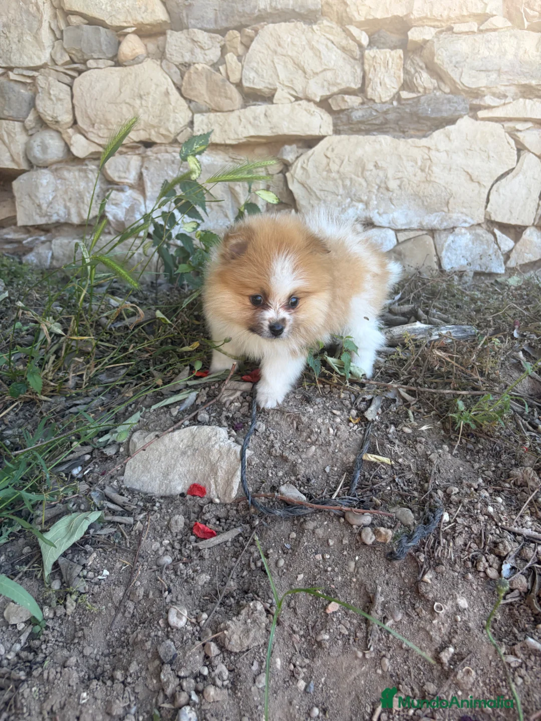 Pomerania perros en venta:  pomerania bicolor toy - Anuncio 1