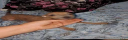 Raza Mixta perros en venta: Greyhuahua solo quedan los Merle y uno marrón  - Anuncio 2