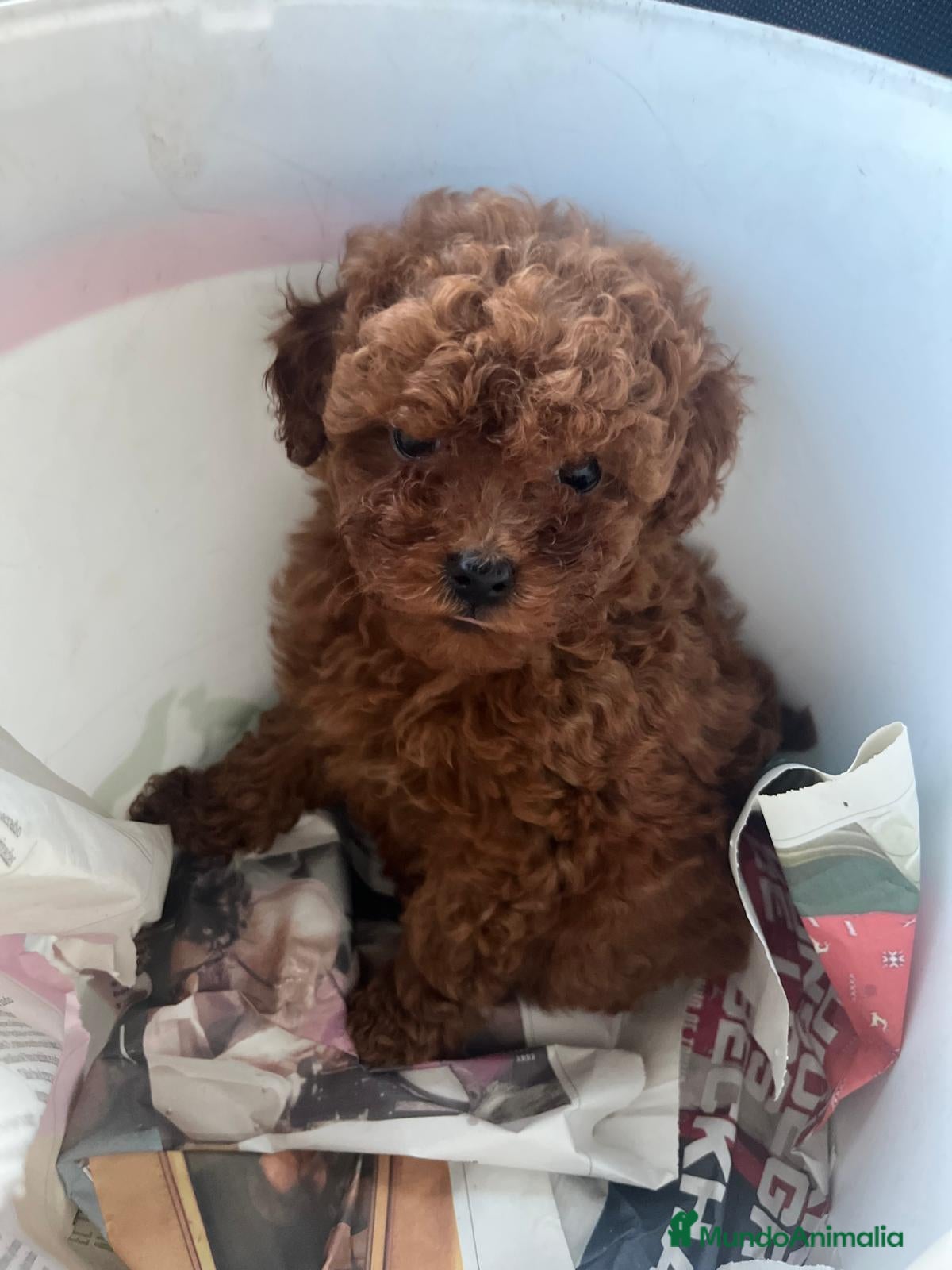 Caniche Toy perros Caniche toy - Anuncio 1