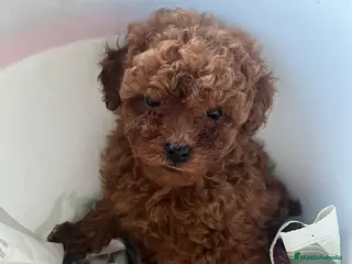 Caniche Toy perros Caniche toy - Anuncio 1