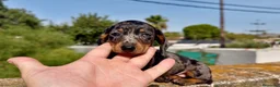 Teckel Miniatura perros en venta: Teckel arlequin silver  - Anuncio 3