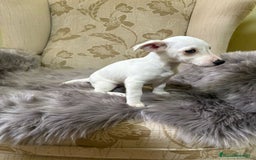 Jack Russell Terrier perros en venta: Cachorros de Jack Russell  - Imagen 4