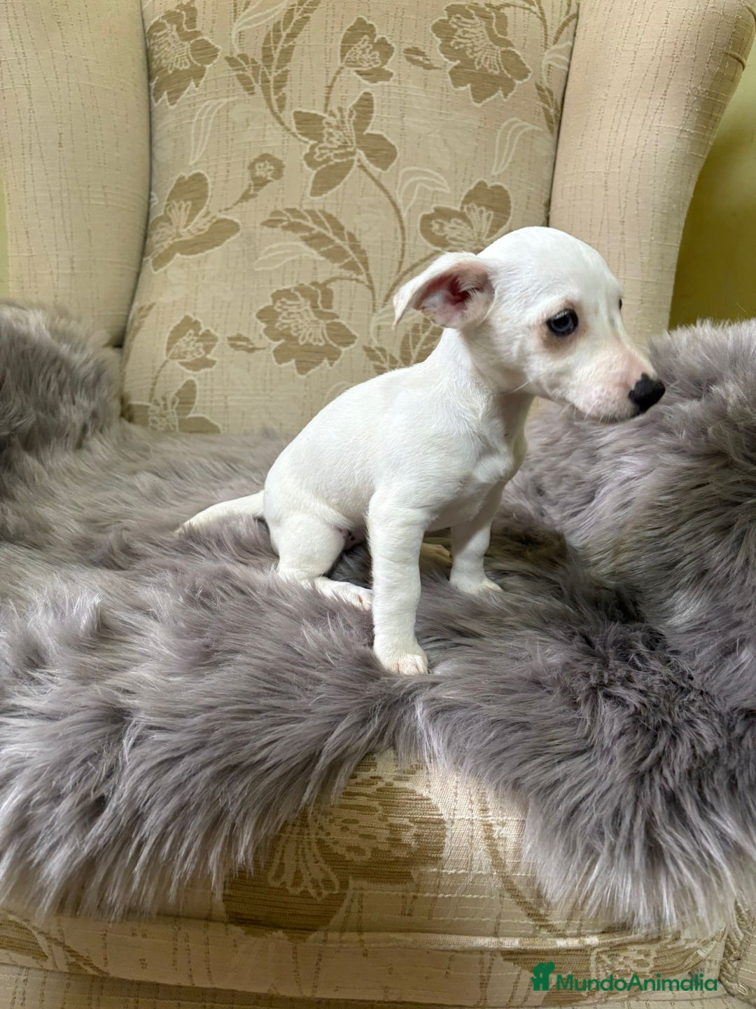 Jack Russell Terrier perros en venta: Cachorros de Jack Russell  - Imagen 4