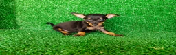 Pinscher Miniatura perros en venta: Pinscher miniatura - Anuncio 8