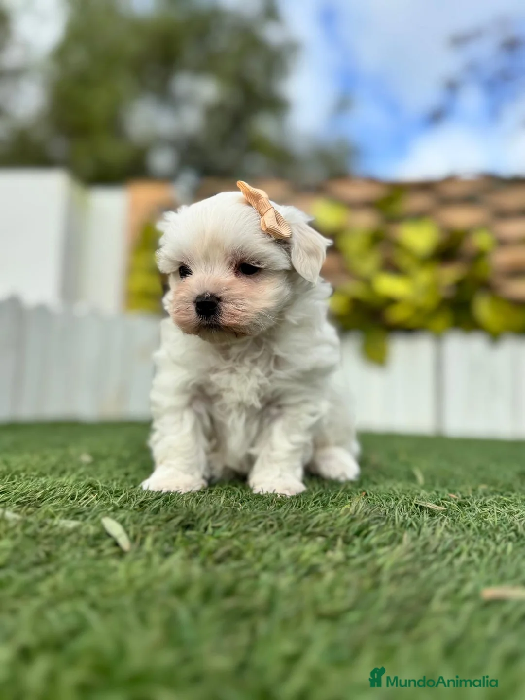 Bichón Maltés perros en venta: BICHÓN MALTÉS MACHO - Anuncio 16