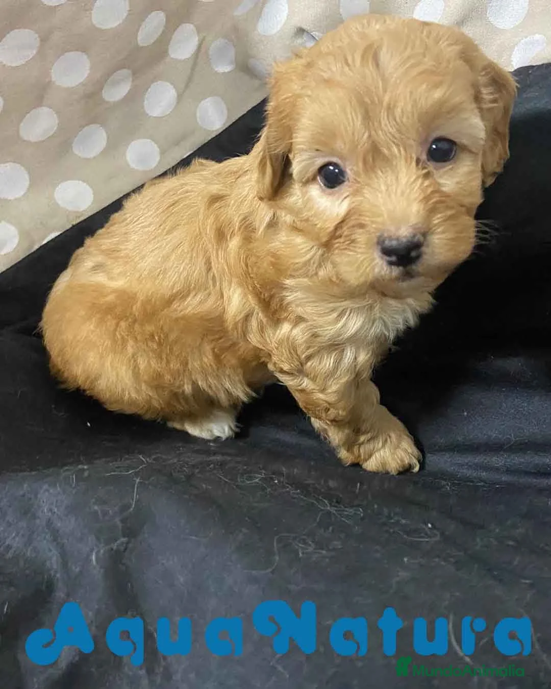 Havapoo perros en venta: Havapoo Hembra 2 de Locaty y Can AQUANATURA - Anuncio 6