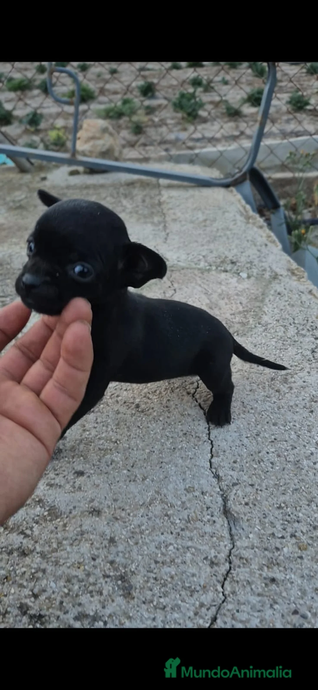 Raza Mixta perros en venta: PRECIOSAS CACHORRAS(leer bien ) - Anuncio 3