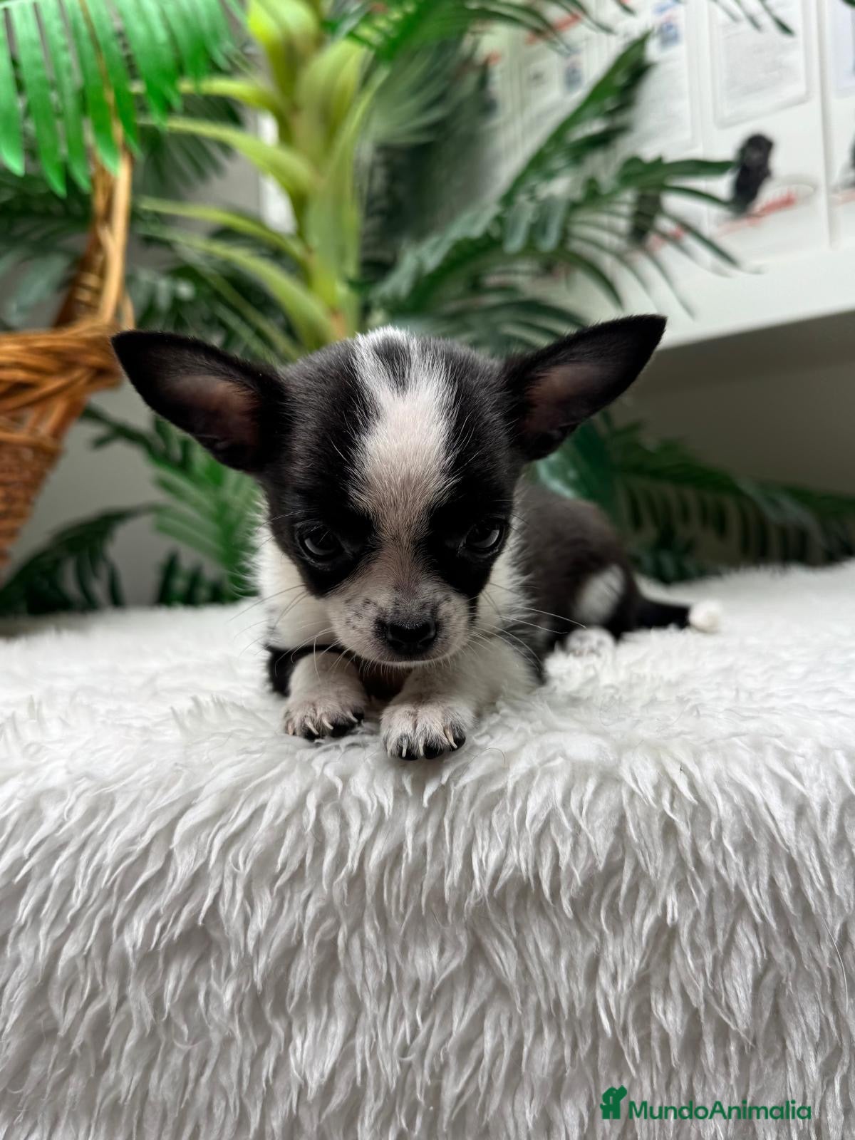 Chihuahua perros 🐾 CAMADA DE CHIHUAHUAS – PELO CORTO 🐾 - Anuncio 2