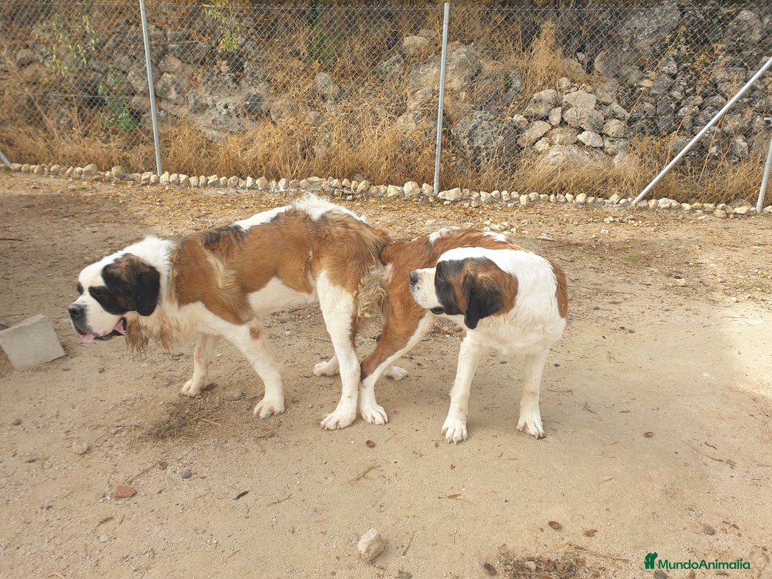 San Bernardo perros para monta: San bernardo con pedigree - Anuncio 5