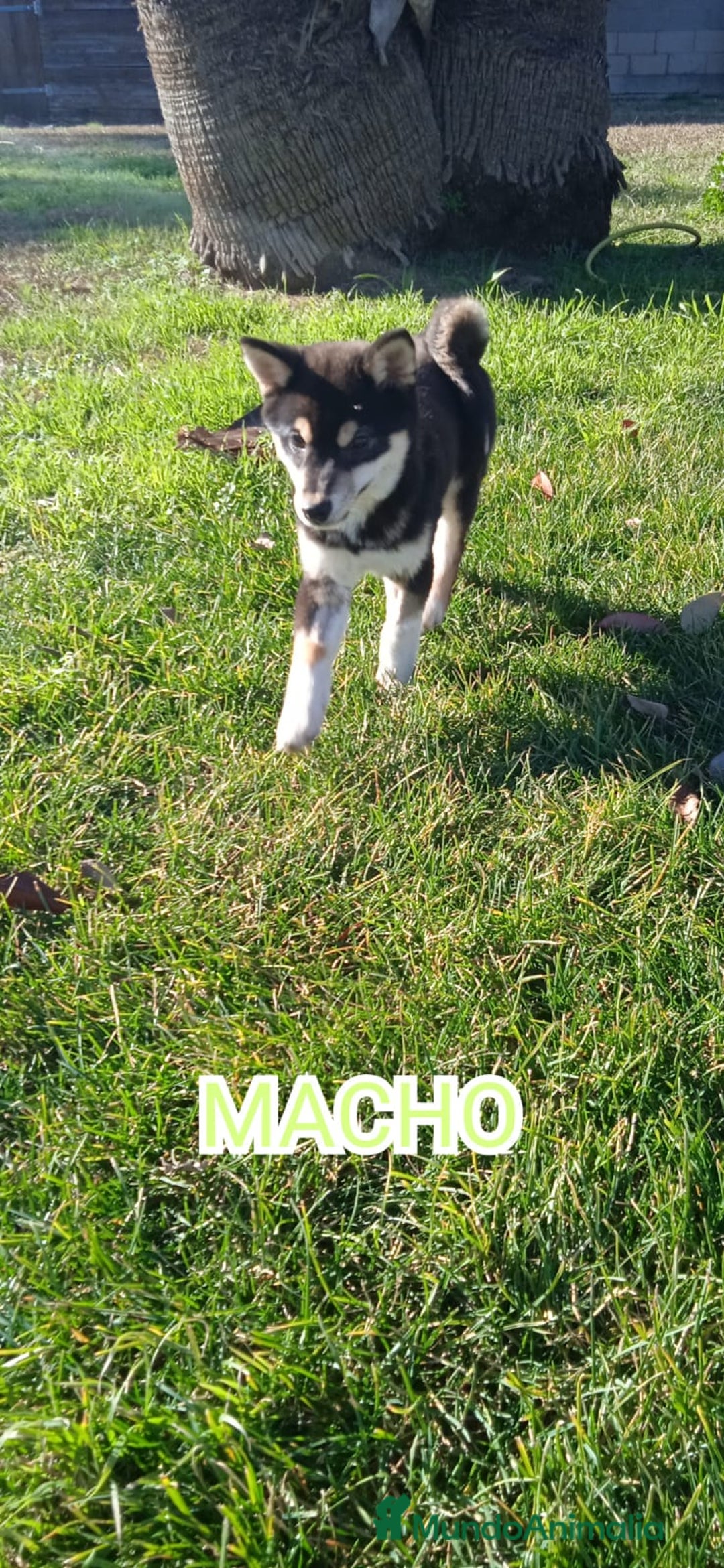 Shiba Inu perros en venta: SHIBA INU - Anuncio 4