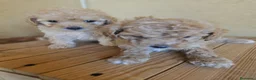 Caniche Toy perros en venta: Reserva tu caniche Prao Toro 🧡 en Madrid - Anuncio 8