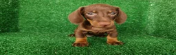 Teckel Miniatura perros en venta: teckel miniatura - Anuncio 5