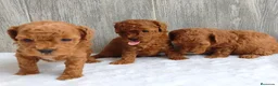 Caniche Toy perros en venta: CANICHE TOY - Anuncio 2