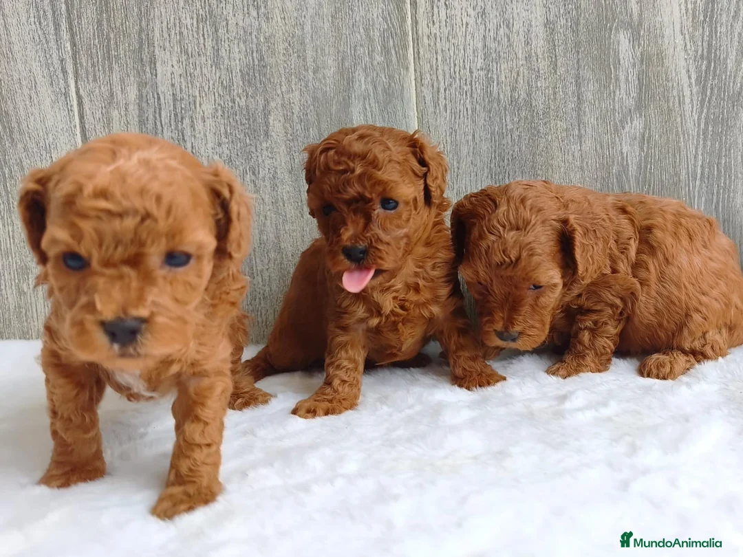 Caniche Toy perros en venta: CANICHE TOY - Anuncio 2