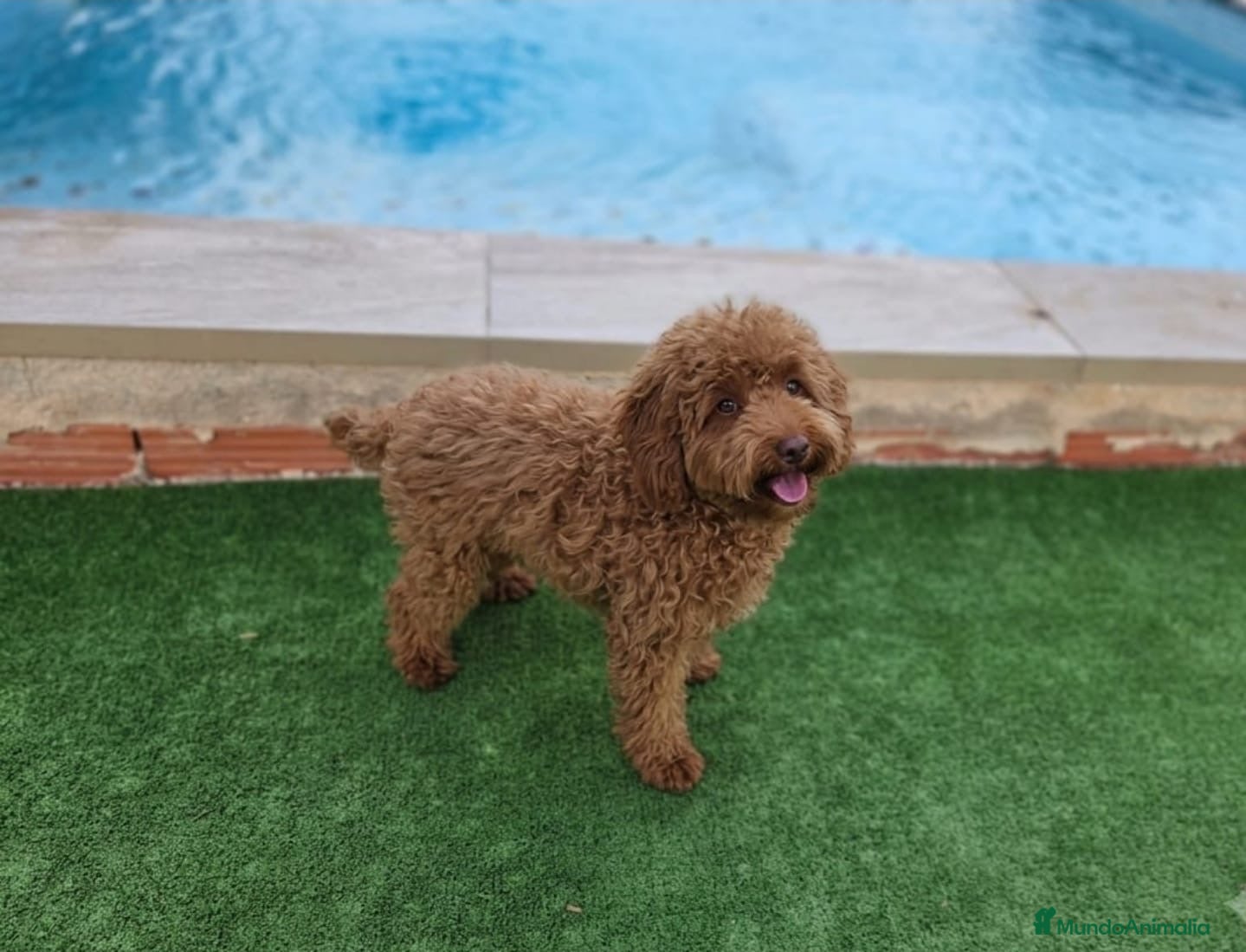 Caniche Toy perros Cachorro caniche toy - Anuncio 1