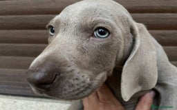 Weimaraner perros en venta: CACHORRITA DE BRACO DE WEIMAR  - Imagen 1