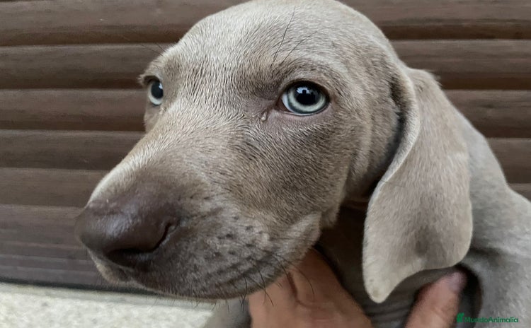 Weimaraner perros - Anuncio 3