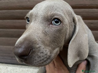 Weimaraner perros - Anuncio 2