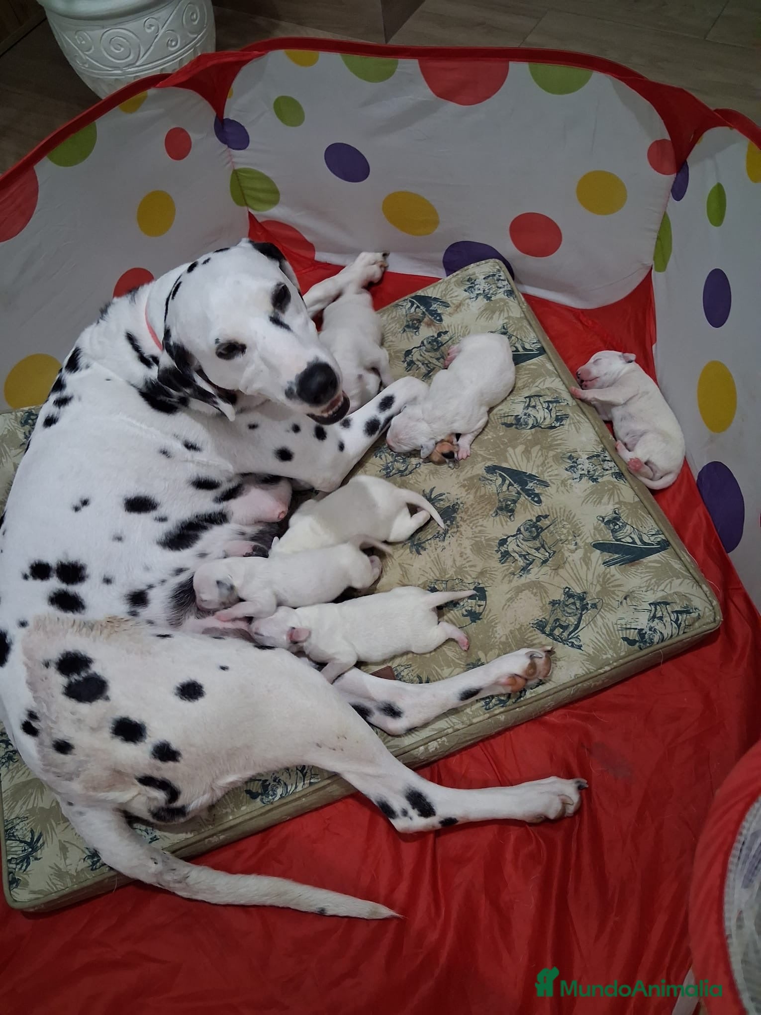 Dálmata perros Espectacular camada de dálmatas🐾🔥🐶 - Anuncio 1