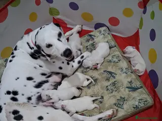 Dálmata perros Espectacular camada de dálmatas🐾🔥🐶 - Anuncio 1