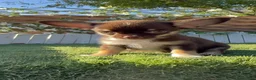 Chihuahua perros en venta: CHIHUAHUA CHOCOLATE - Anuncio 1