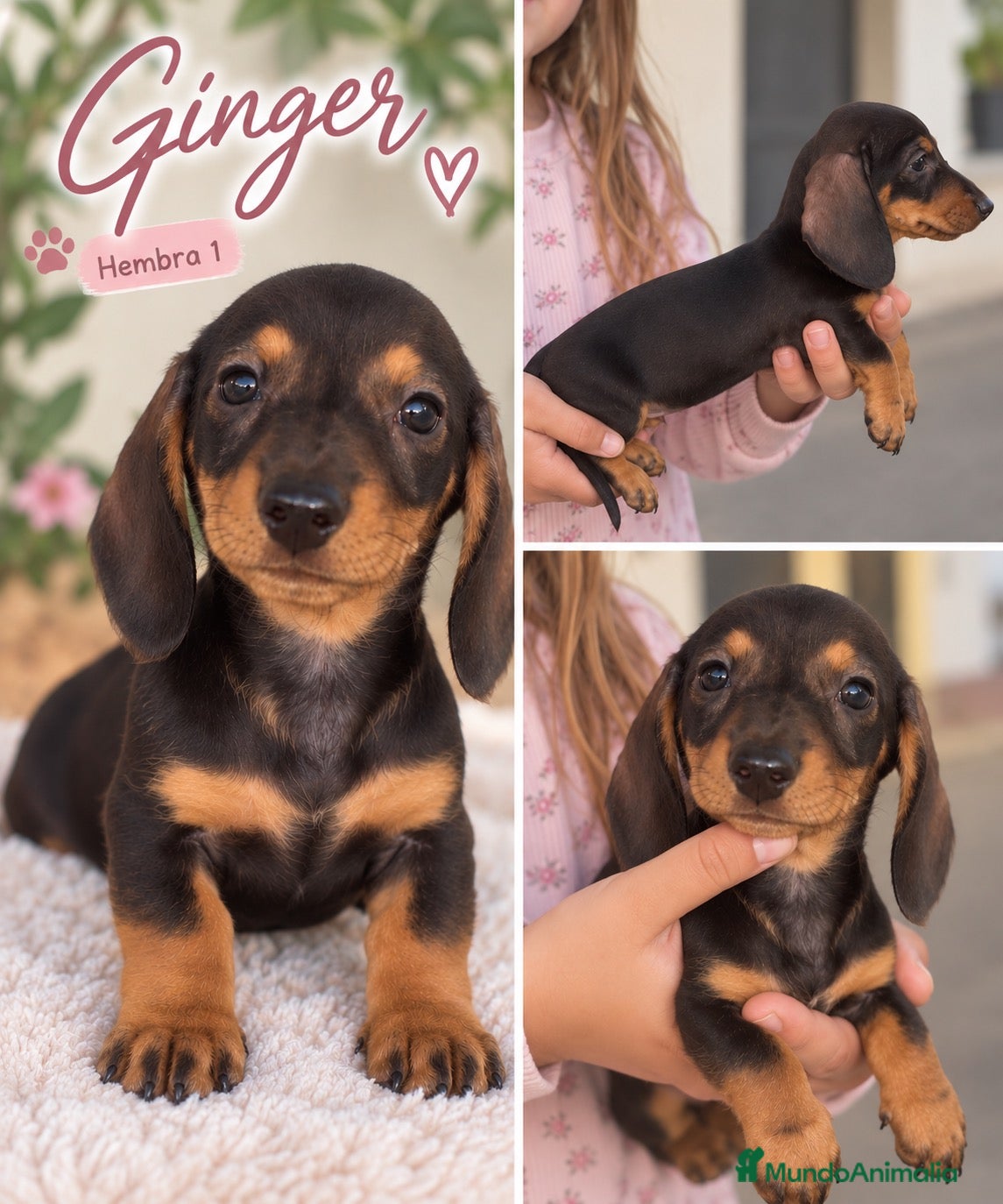 Teckel Miniatura perros Cachorritos teckel café - Anuncio 2