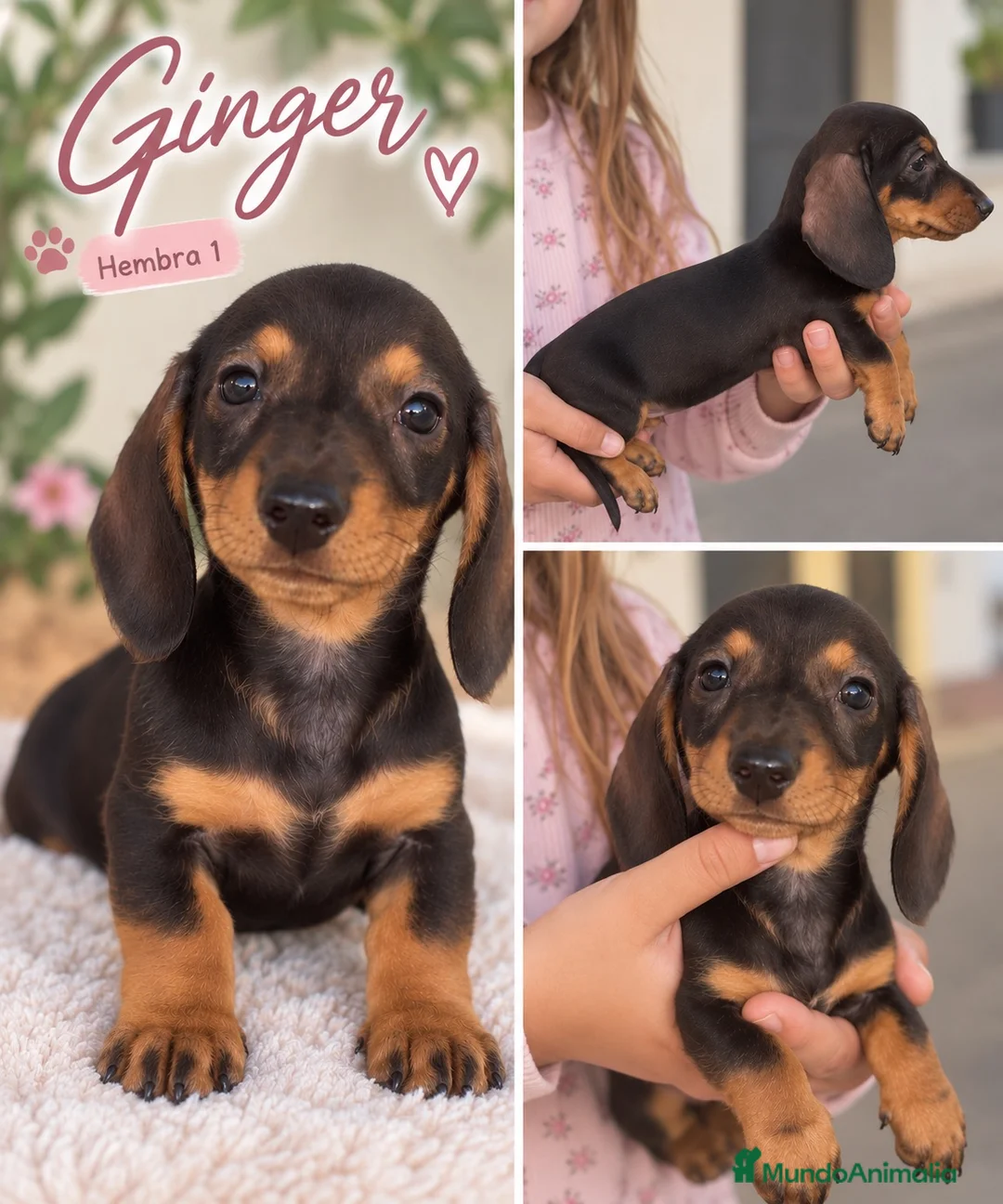 Teckel Miniatura perros en venta: Cachorritos teckel café - Anuncio 1