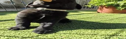 Labrador Retriever perros en venta: LABRADOR - Anuncio 7