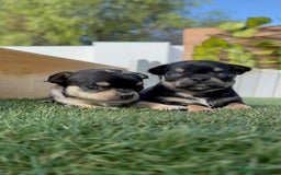 Chihuahua perros en venta: CHIHUAHUA-OJOS AZULES - Imagen 15