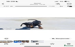Teckel Miniatura perros en venta: Teckel miniatura - Imagen 1