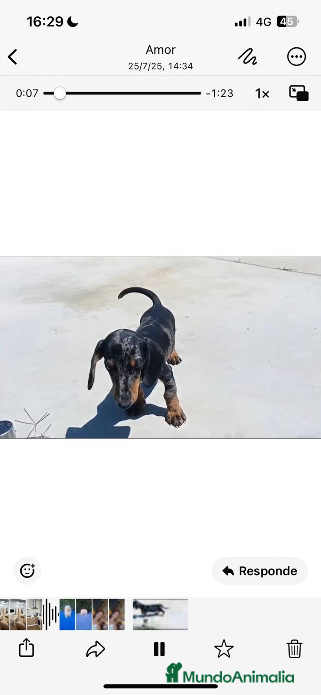 Teckel Miniatura perros en venta: Teckel miniatura - Imagen 1